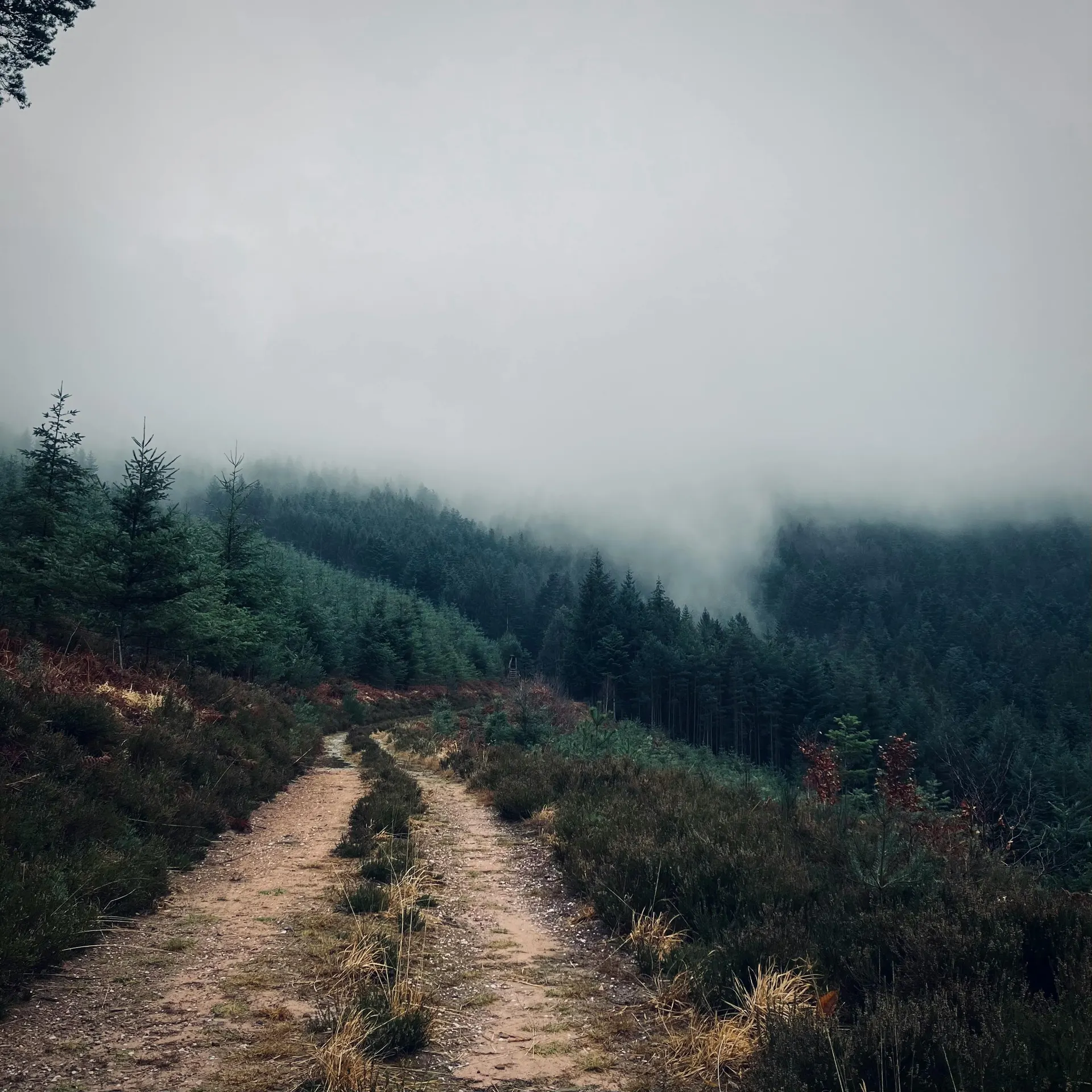 Open Irish path under dramatic clouds on the way to a garden landscape