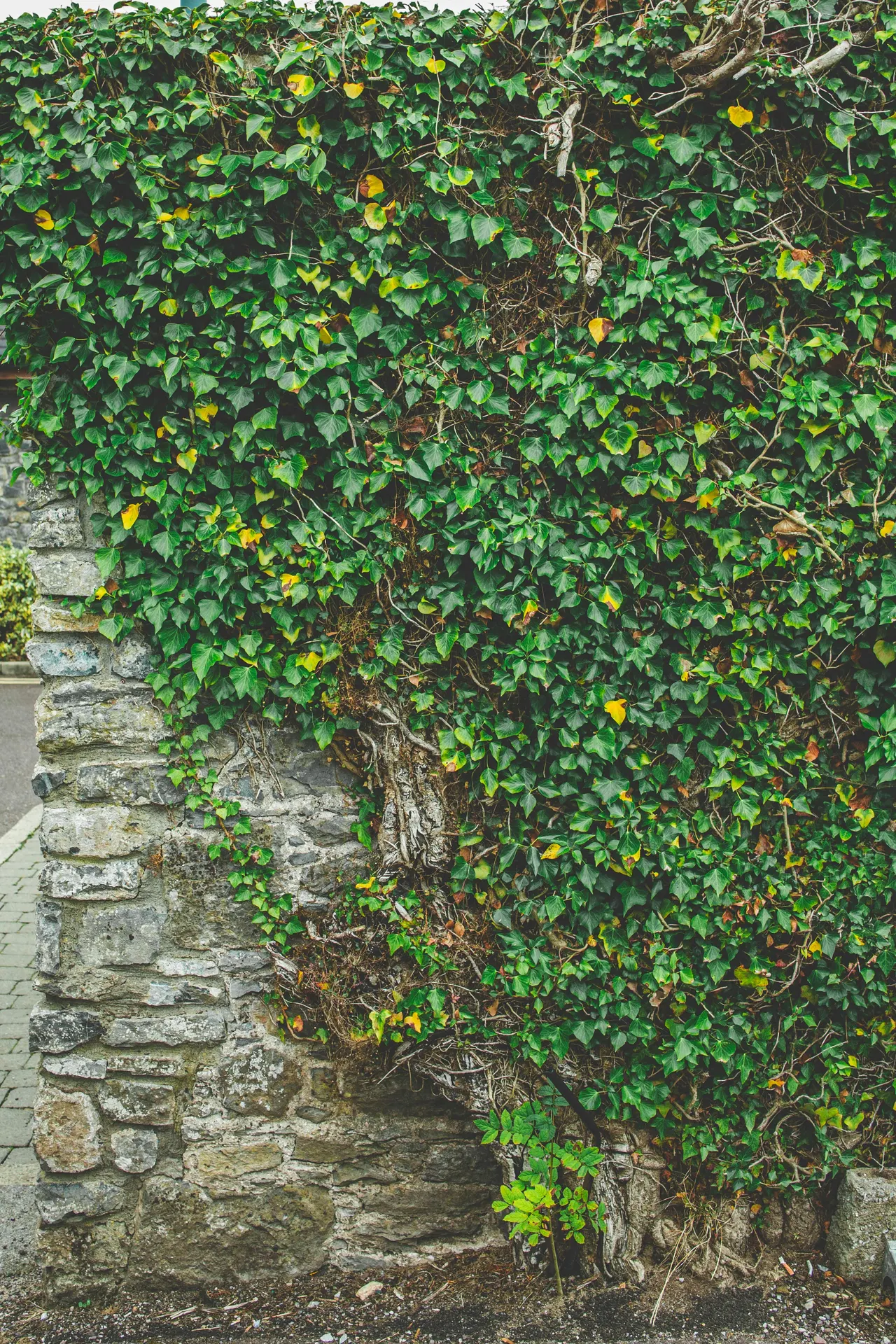 Tall portrait of an Irish garden path after rain with stone walls and lush planting