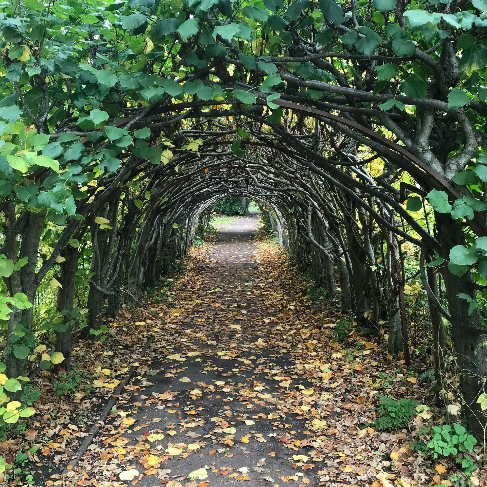 Mossy stone entrance in a misty Irish garden estate