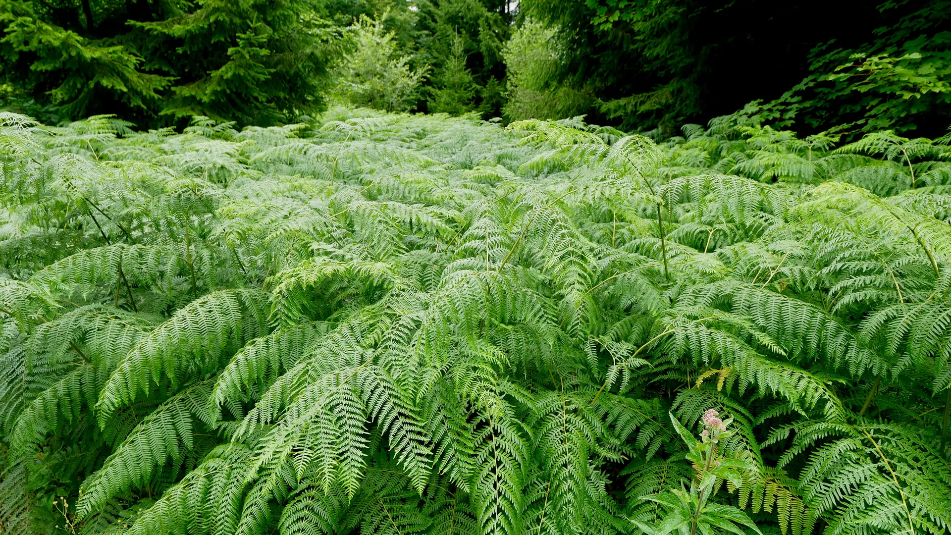 Woodland path with deep green foliage and damp morning light